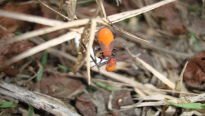 椿象吸食種子縮圖