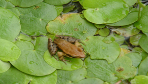 拉都希氏蛙縮圖