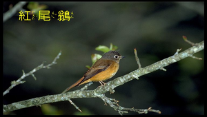 紅尾鶲縮圖
