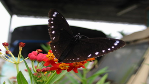 小紫斑蝶訪花縮圖