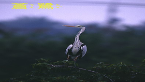 蒼鷺縮圖
