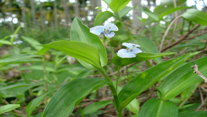 竹仔菜03縮圖