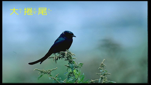 大捲尾縮圖