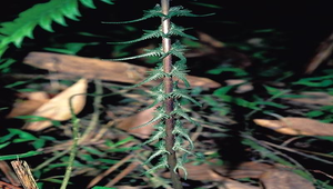 O-027-假毛蕨葉基部漸縮的羽片縮圖