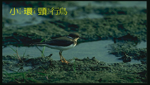 小環頸行鳥縮圖