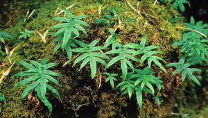 O-011-玉山茀蕨縮圖