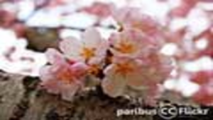 一起去賞花縮圖