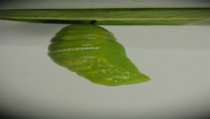 樺斑蝶的前蛹變蛹之三縮圖