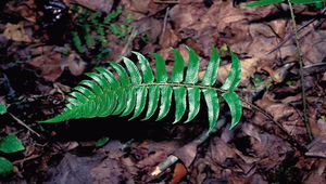 O-082-鞭葉耳蕨孢子葉縮圖