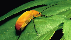 D-100-紅背朽木蟲縮圖