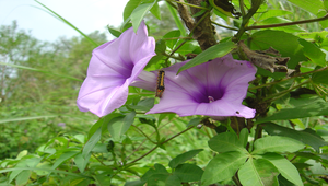 牽牛花縮圖