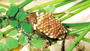 D-003-大負子蟲縮圖