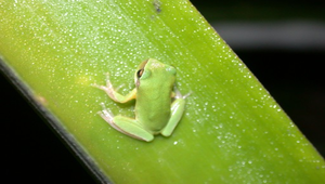 兩棲動物-青蛙縮圖