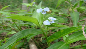 竹仔菜04縮圖