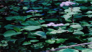 紫花藿香薊縮圖