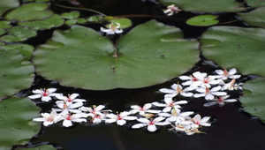油桐花縮圖
