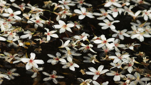 油桐花縮圖