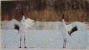 動物的生活縮圖