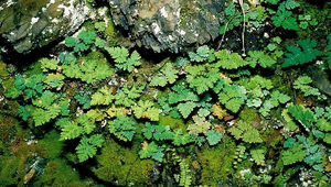 O-055-台灣粉背蕨縮圖