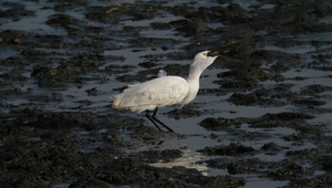 小白鷺35吃魚縮圖