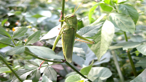 彈跳武士：蝗蟲-資源代表圖