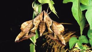 J-066-盾天蛾縮圖