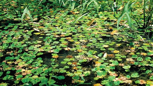 O-017-田字草-資源代表圖