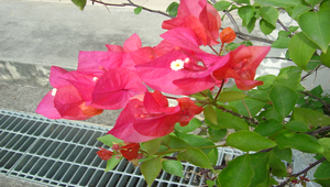 九重葛的變色葉及花蕊縮圖