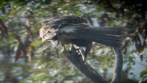 老鷹33整羽縮圖