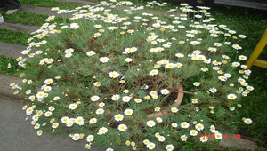 小雛菊縮圖