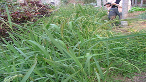 山豬厭03縮圖