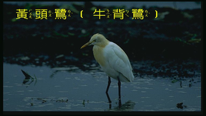 黃頭鷺縮圖