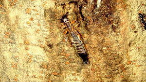 D-048-蠼虫帚縮圖