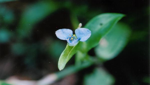 竹仔菜06縮圖