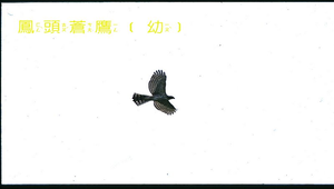 鳳頭蒼鷹4飛行縮圖