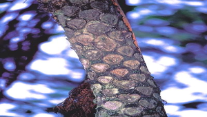 O-038-筆筒樹葉痕縮圖