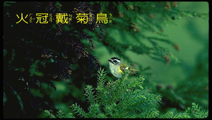 火冠戴菊縮圖