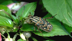 D-116-巴蘭陷紋金龜縮圖