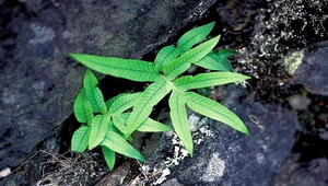 O-013-玉山茀蕨族群縮圖