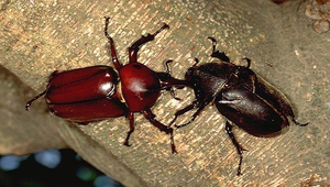 D-115-獨角仙縮圖