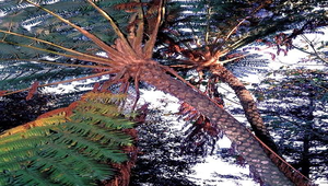 O-037-筆筒樹葉痕