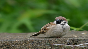麻雀3縮圖
