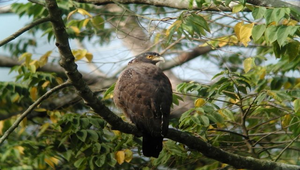 大冠鷲5棲停縮圖