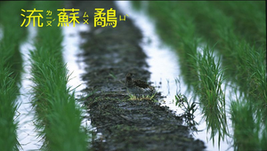 流蘇鷸縮圖