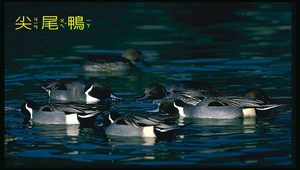 尖尾鴨群縮圖
