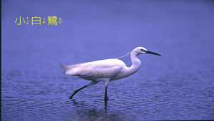 小白鷺縮圖