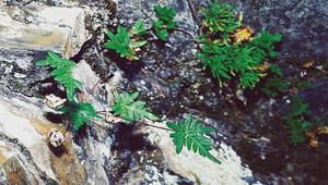 O-057-長柄粉背蕨縮圖