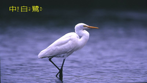 中白鷺2縮圖