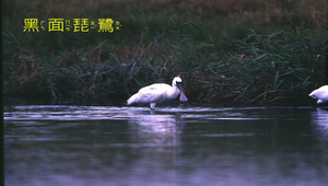 黑面琵鷺5縮圖