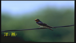 洋燕縮圖